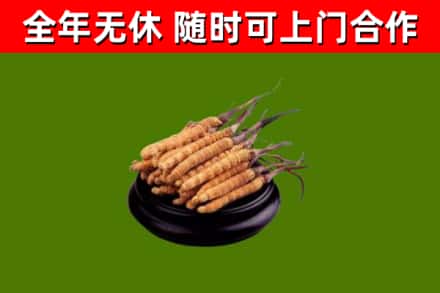 黄冈烟酒回收冬虫夏草.jpg